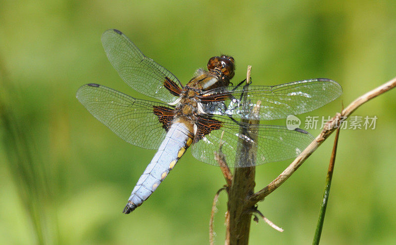 在模糊的背景上，一只宽体蜻蜓(Libellula depressa)的特写镜头